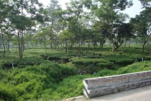 कोकोले  पल्टे पल्टाए गिरीबन्धु टी स्टेटलाई   हेर्नुस् ।