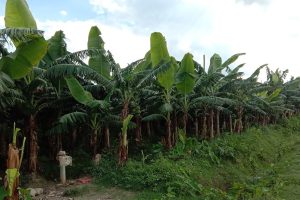 सुनसरीका किसान केराखेतीतर्फ आकर्षित