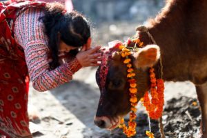 तिहारको तेस्रो दिन आज गाई तिहार