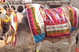 मिथिलाञ्चलमा हलो र गोरु पूजा गरियो