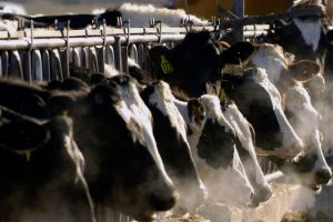 दूधमा भेटियो बर्ड फ्लुको ‘एचफाइभ एनवान’ भाइरस