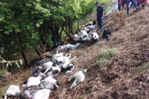 चट्याङ लागेर सङ्खुवासभामा एकै गाेठका ७२ वटा भेडा मरे