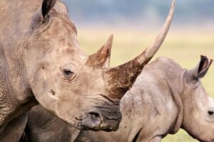 दक्षिण अफ्रिकामा तस्करबाट गैँडा जाेगाउन खागमा विषालु ‘चिप’ जडान गर्ने अभियान शुरु