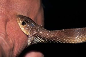 सर्पको टोकोईबाट एक महिलाको मृत्यु