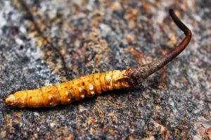 यार्सा खोज्नेक्रममा ज्यान गुमाएकाहरूका आश्रितलाई सहयोग