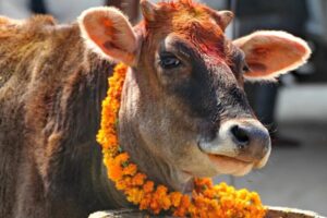 कात्तिक शुक्ल प्रतिपदा: गोरु, गोवर्द्धन र हली पूजा