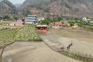 चैते धानखेतीमा किसानलाई आकर्षित गर्न अनुदान   