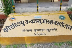 कोशीटप्पुमा पर्यटकको चाप बढ्दो, उल्लेखनीय राजस्व सङ्कलन