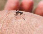 पुदिना, लसुन र निममार्फत भगाउनुहाेस् लामखुट्टे, सहज छ घरेलु उपाय