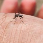 पुदिना, लसुन र निममार्फत भगाउनुहाेस् लामखुट्टे, सहज छ घरेलु उपाय