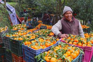 म्याग्दीको दोसल्लेबाट यसवर्ष दुई करोड मूल्य बराबरको सुन्तला बिक्री